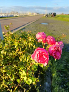 Port of Nieuwpoort (Belgium)